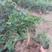 虎刺盆栽