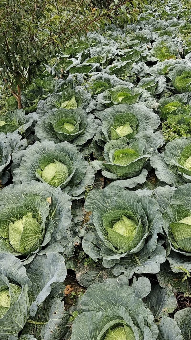 【新品上市】四川甘蓝高山莲花白大量上市全国发货