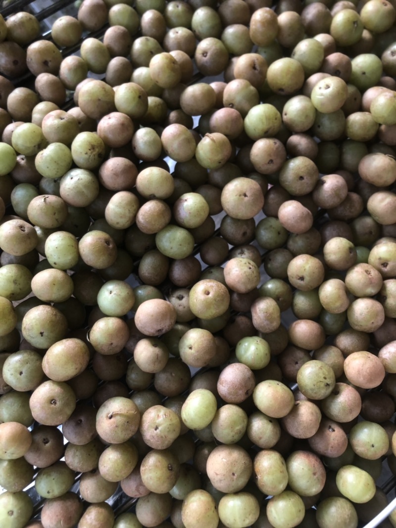 粉甘果油甘果余甘果