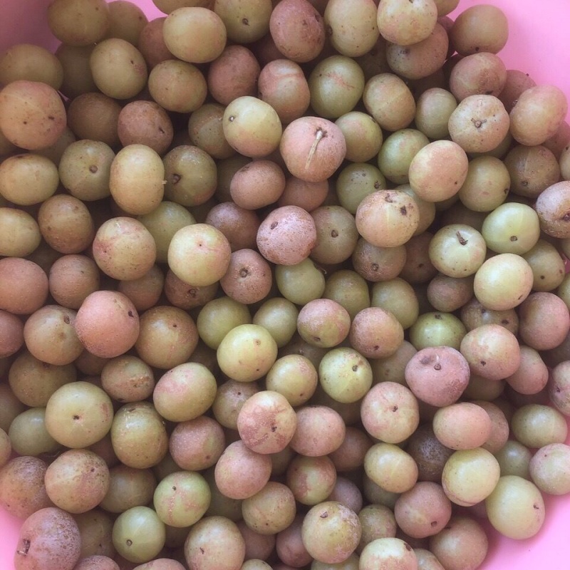 粉甘果油甘果余甘果