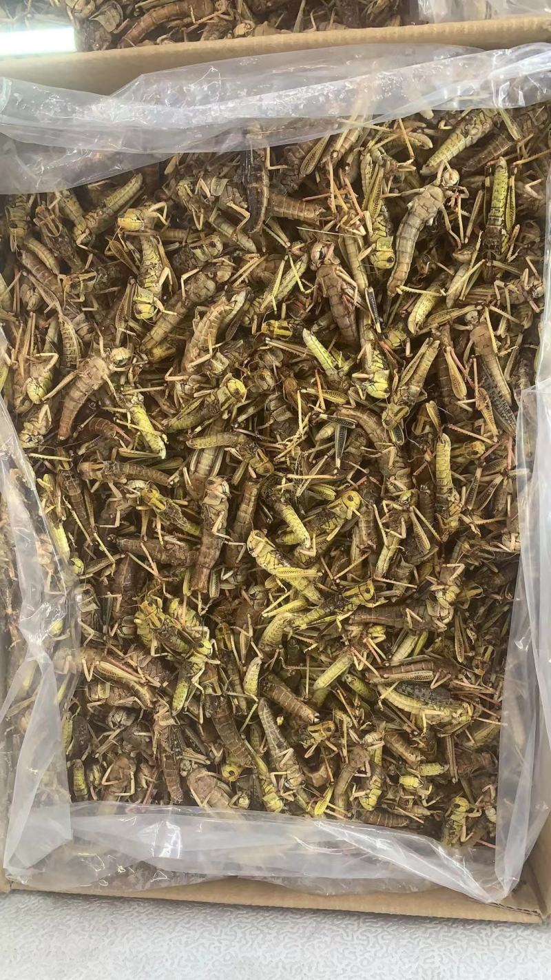 去翅膀蚂去翅膀昆虫东亚飞皇