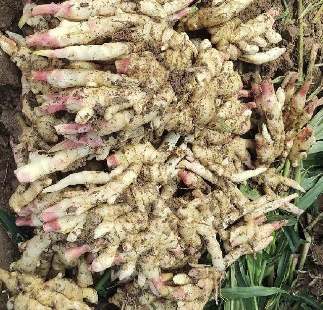 一张清晰的子姜实物图片,展示其嫩芽形态与淡黄色表皮 子姜的实物图片