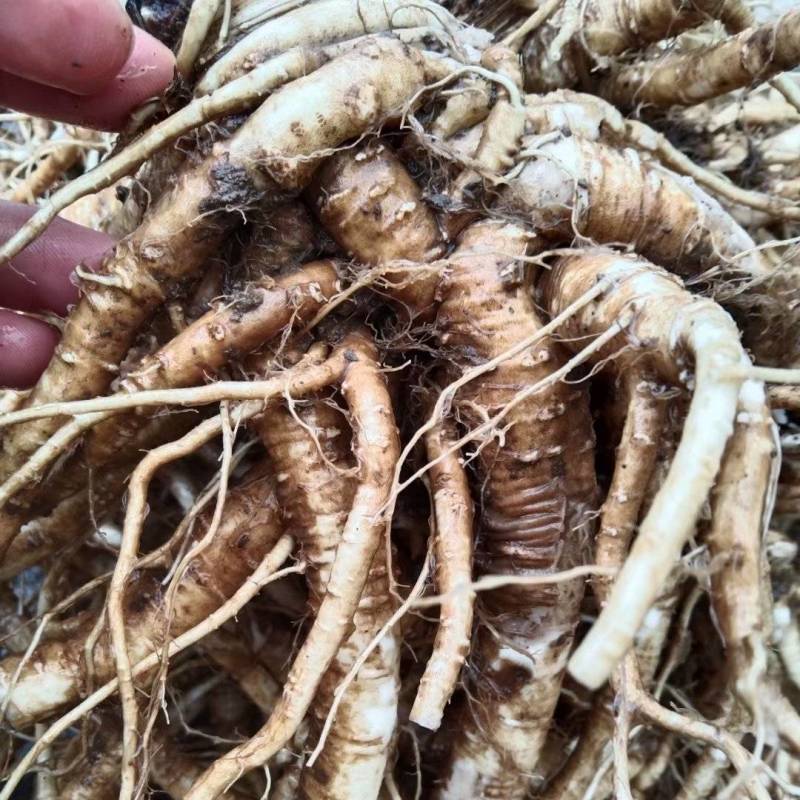 本人自己的药材基地如有需要的可以联鲜货干货都可以