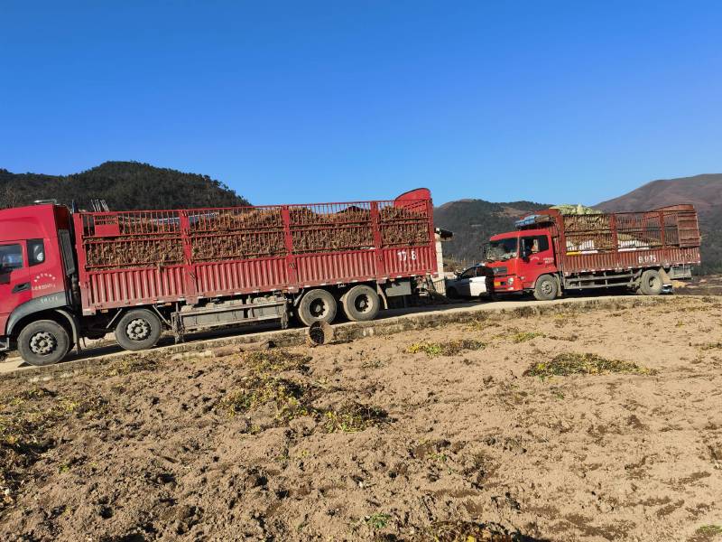 本人自己的药材基地如有需要的可以联鲜货干货都可以