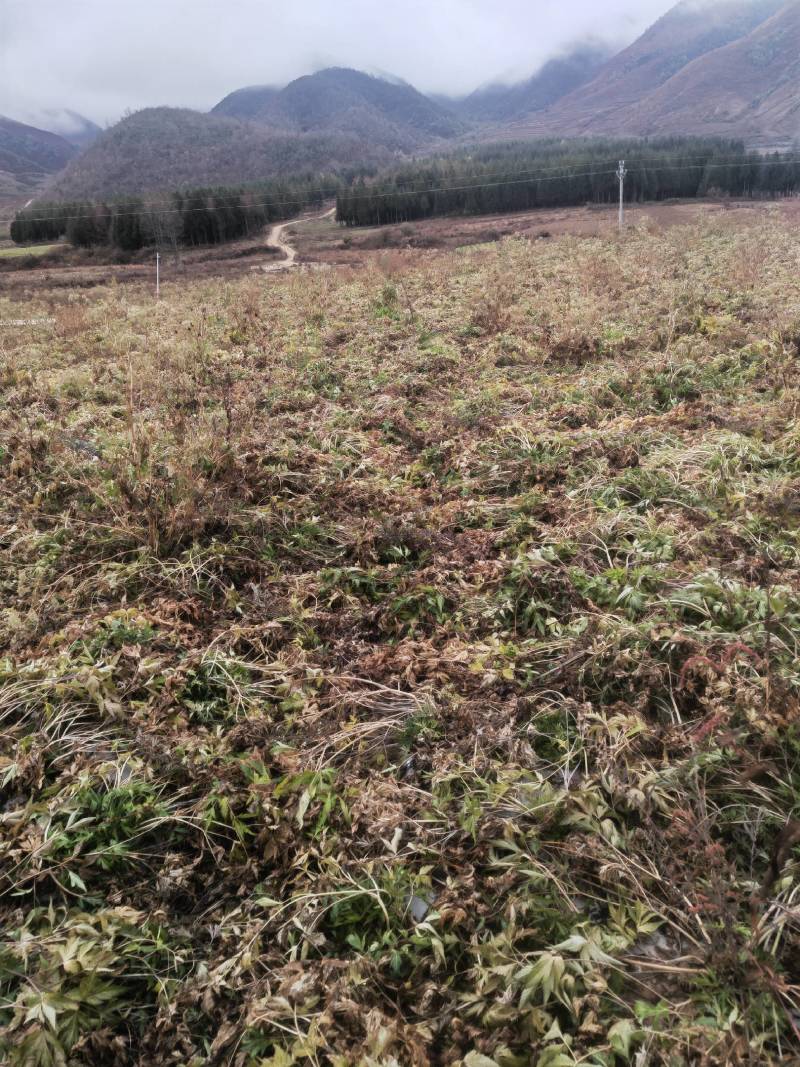 本人自己的药材基地如有需要的可以联鲜货干货都可以