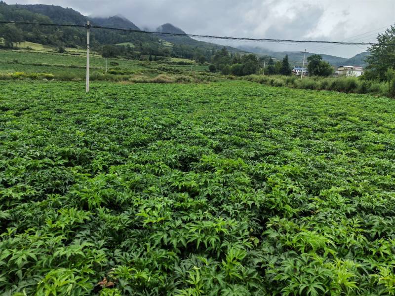 本人自己的药材基地如有需要的可以联鲜货干货都可以