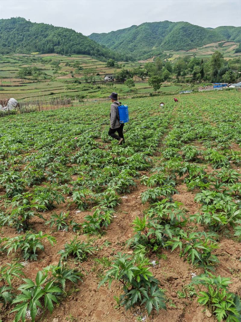 本人自己的药材基地如有需要的可以联鲜货干货都可以
