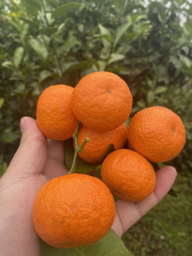 广西砂糖橘大量现货商超平台质量保证支持视频看货