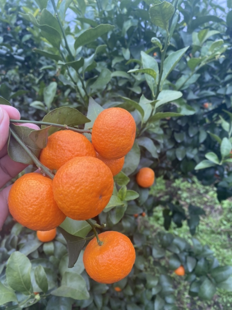 广西砂糖橘大量现货商超平台质量保证支持视频看货
