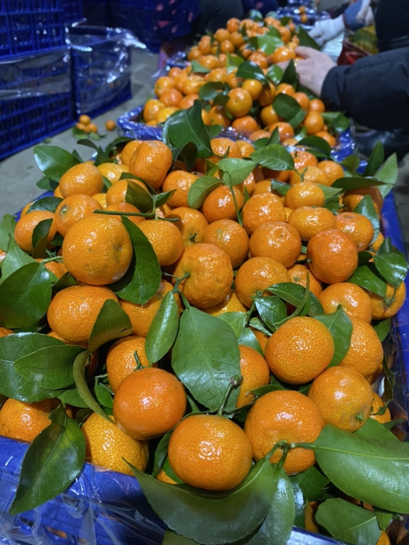 广西砂糖橘大量现货商超平台质量保证支持视频看货