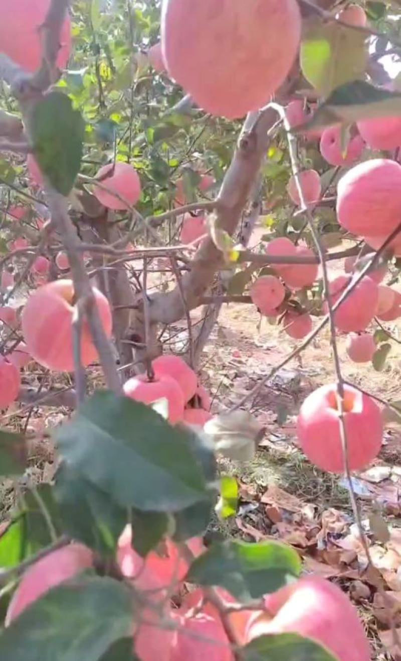 产地直销精品寒富苹果个头均匀量大从优欢迎采购咨询