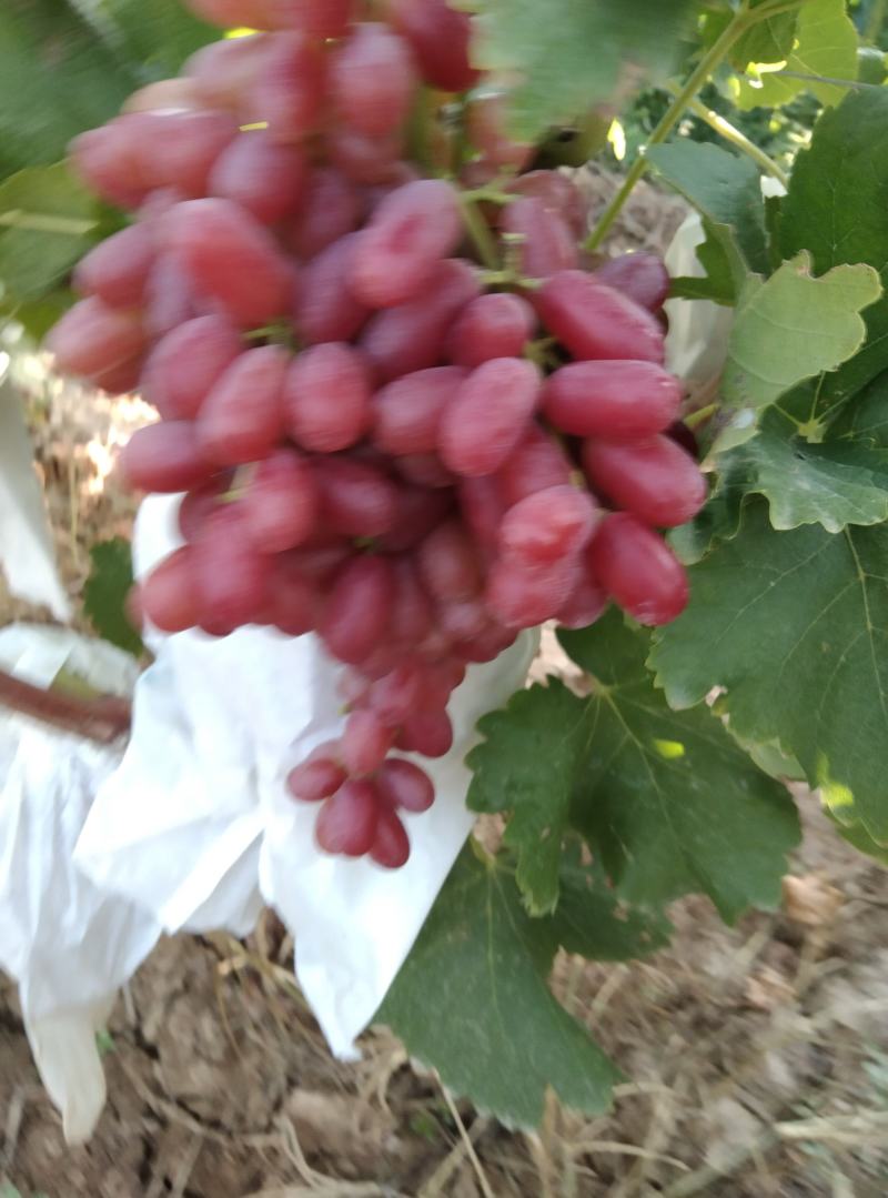 山西运城葡萄克伦生葡萄新鲜葡萄产地一手货源大量供货