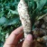 现挖虫草参地蚕新鲜地参地笋地藕地环泽兰根5斤蔬菜种子山