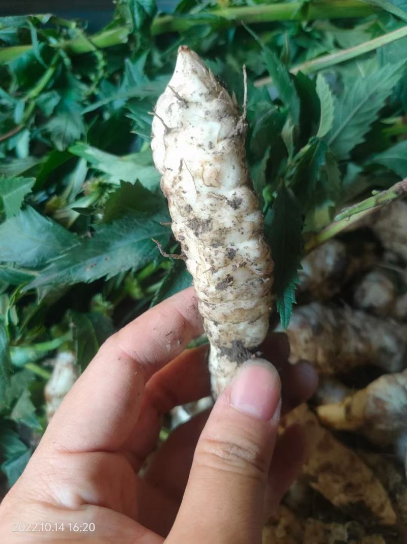 现挖虫草参地蚕新鲜地参地笋地藕地环泽兰根5斤蔬菜种子山