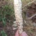 现挖虫草参地蚕新鲜地参地笋地藕地环泽兰根5斤蔬菜种子山