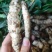 现挖虫草参地蚕新鲜地参地笋地藕地环泽兰根5斤蔬菜种子山
