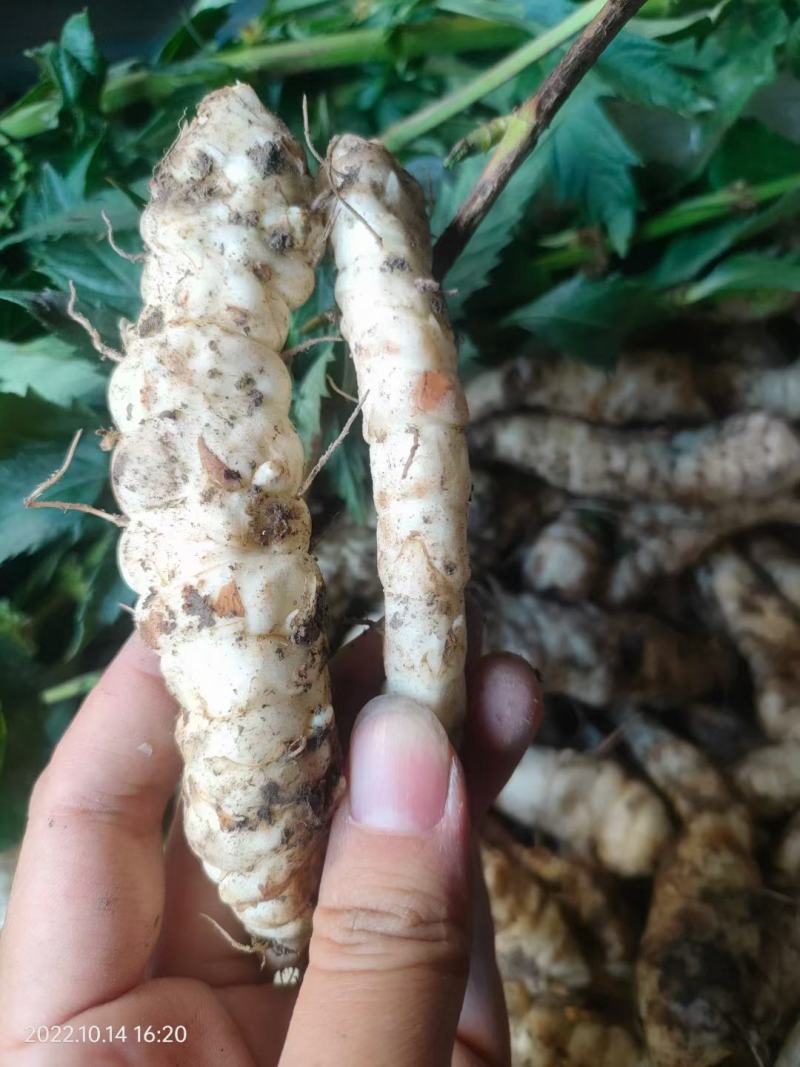 现挖虫草参地蚕新鲜地参地笋地藕地环泽兰根5斤蔬菜种子山