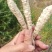 现挖虫草参地蚕新鲜地参地笋地藕地环泽兰根5斤蔬菜种子山