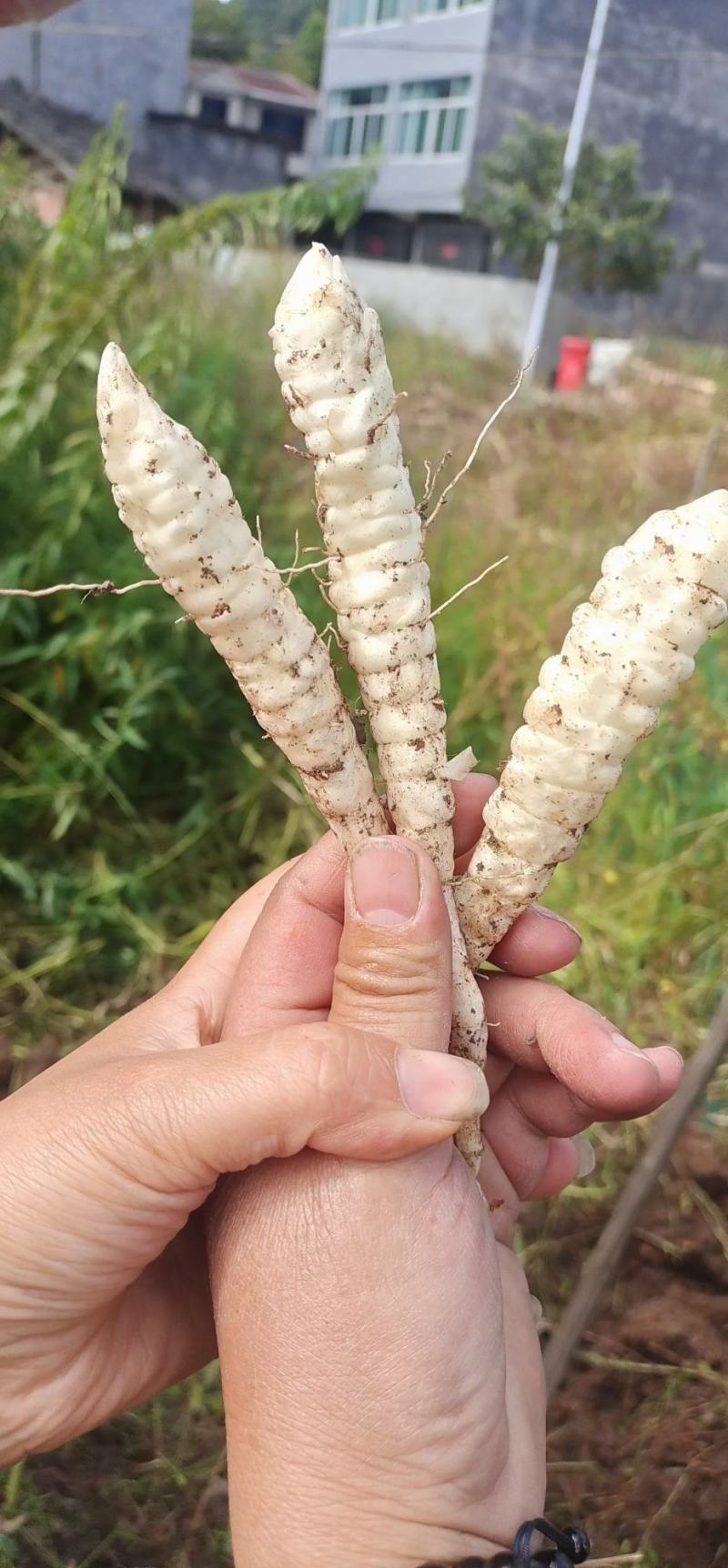 现挖虫草参地蚕新鲜地参地笋地藕地环泽兰根5斤蔬菜种子山