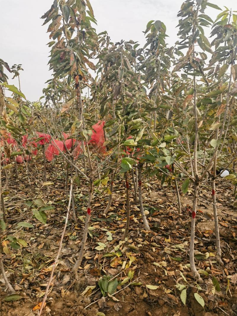 山西3公分的樱桃树，各种规格的樱桃树，樱桃树品种纯正。
