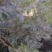 黄芪斜片圆片指甲片鲜货个子