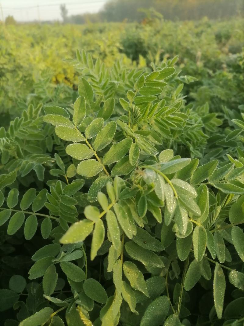 黄芪斜片圆片指甲片鲜货个子