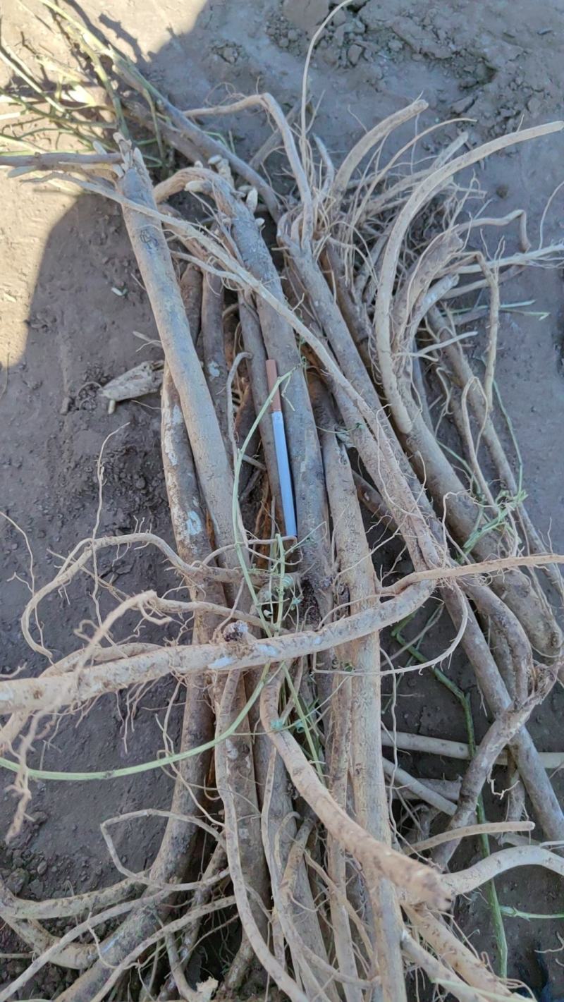 黄芪斜片圆片指甲片鲜货个子