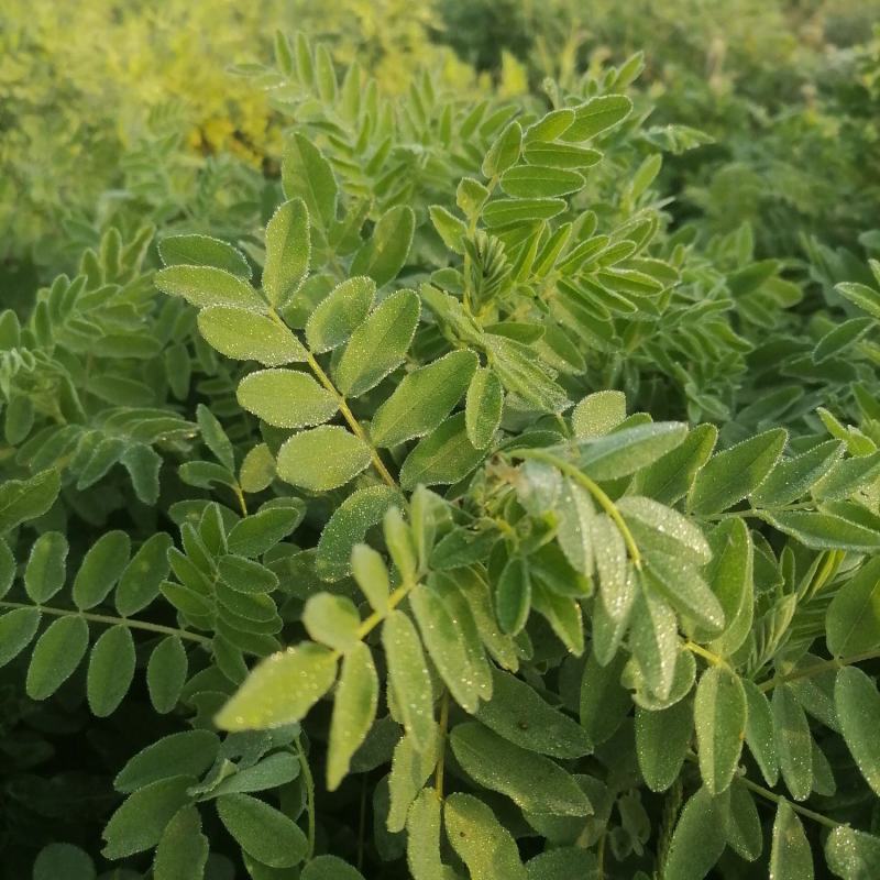 黄芪鲜货干个子切片斜片圆片指甲片