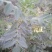 黄芪鲜货干个子切片斜片圆片指甲片