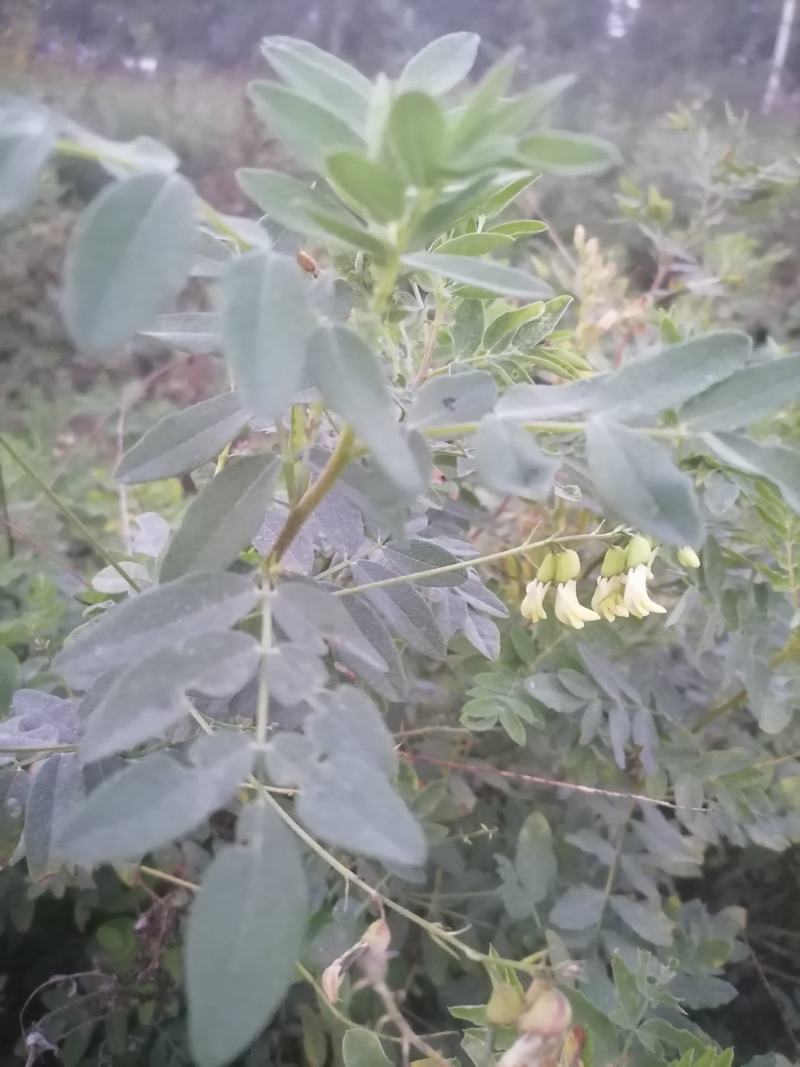 黄芪鲜货干个子切片斜片圆片指甲片