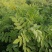 黄芪鲜货干个子切片斜片圆片指甲片
