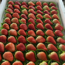 甜查理草莓宁玉妙香大量上市香甜可口保质保量