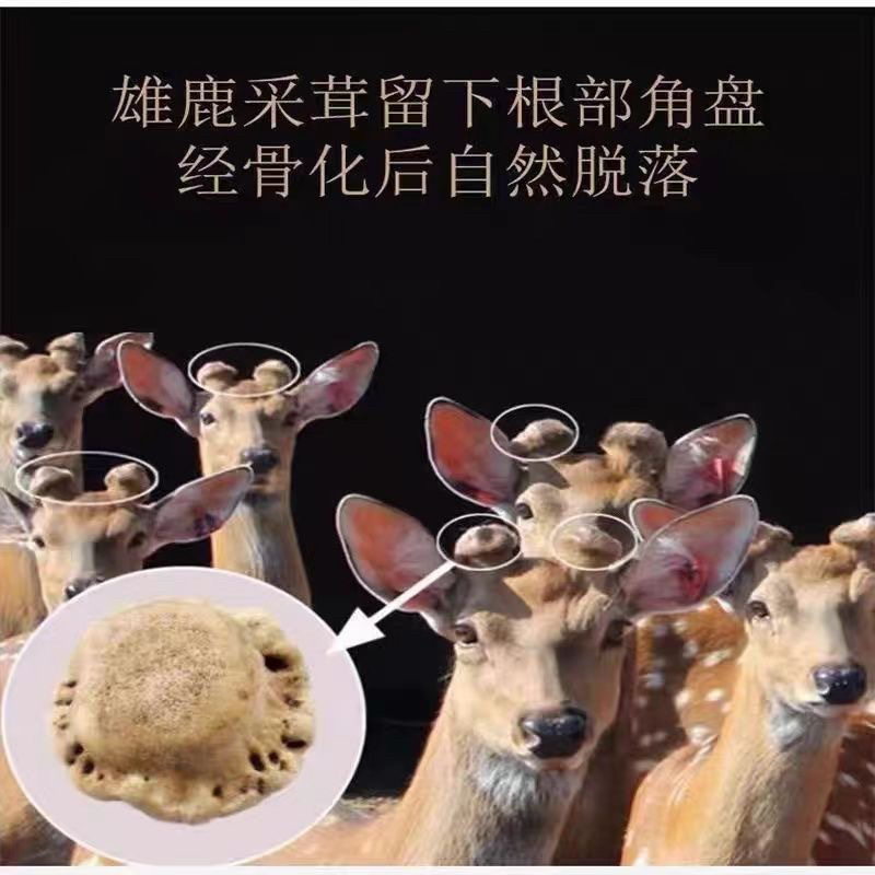 鹿角帽粉