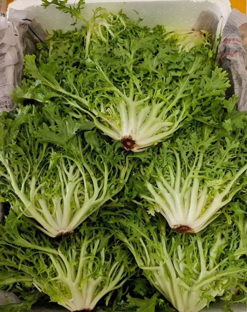 精品苦菊