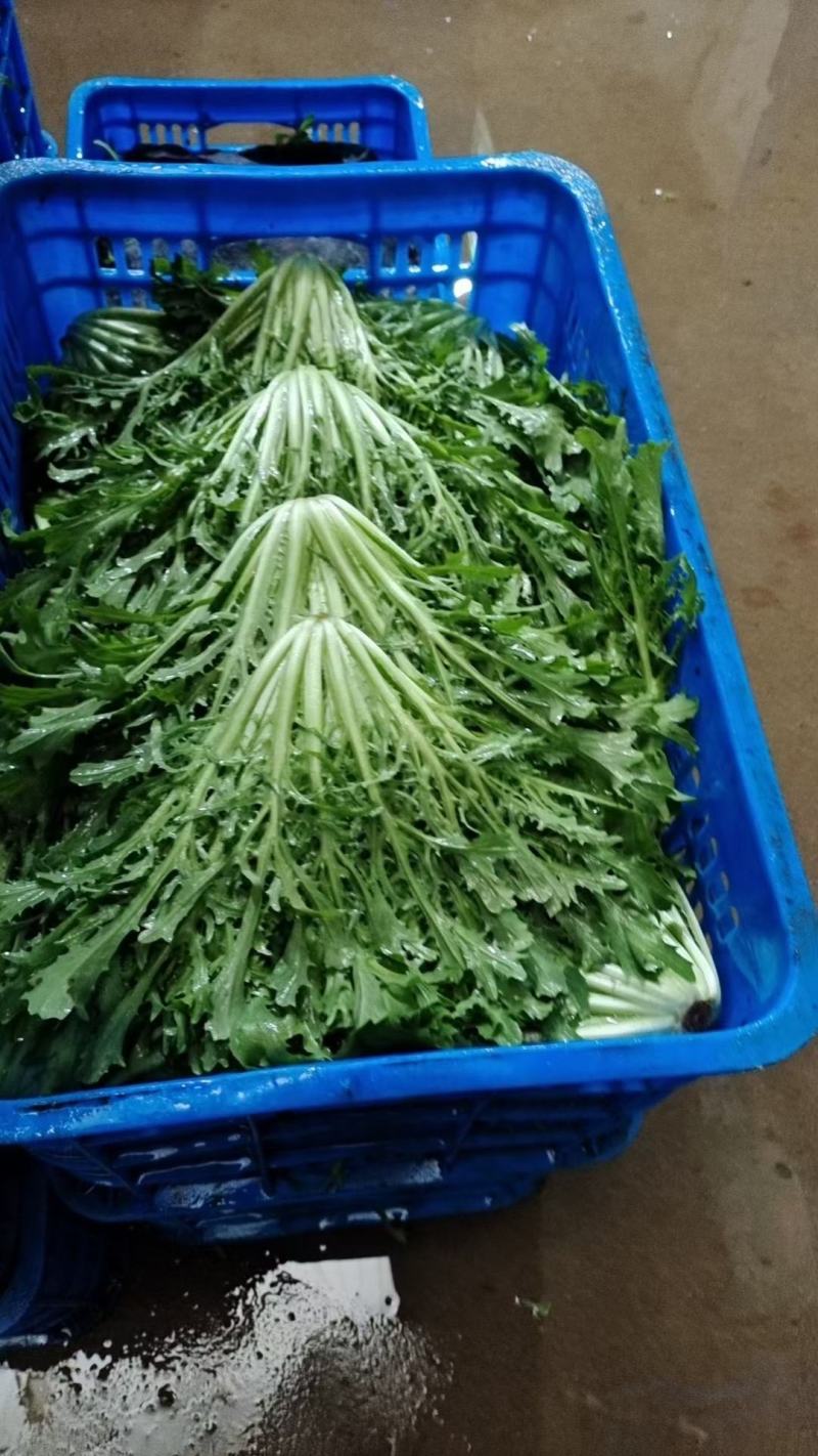 精品苦菊