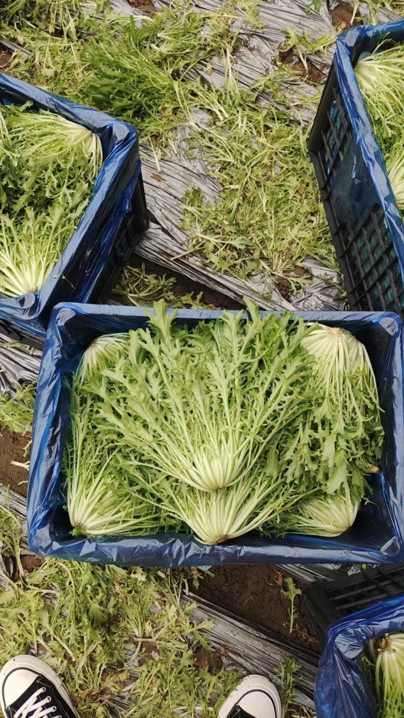 精品苦菊