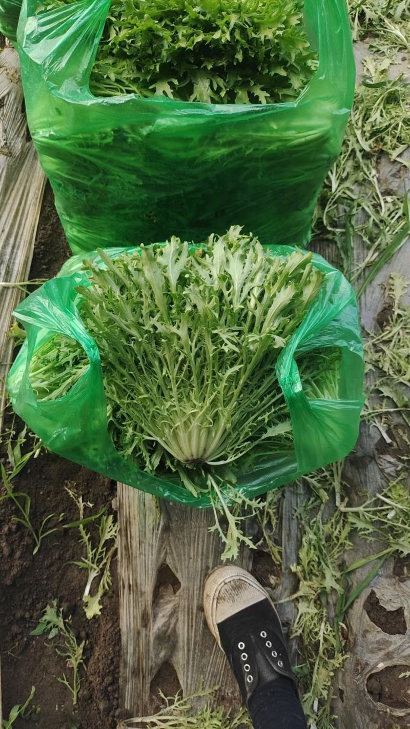 精品苦菊