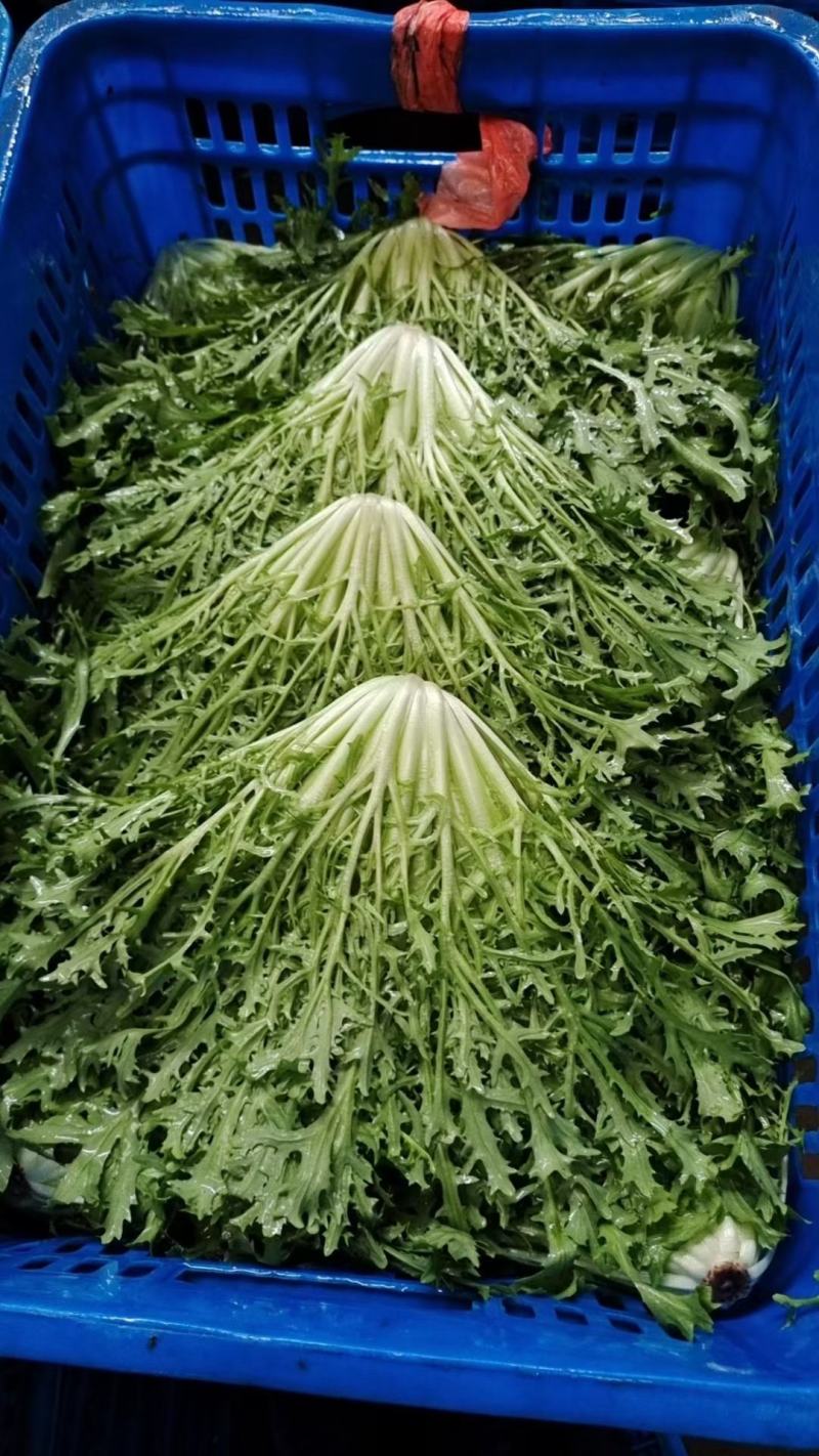 精品苦菊