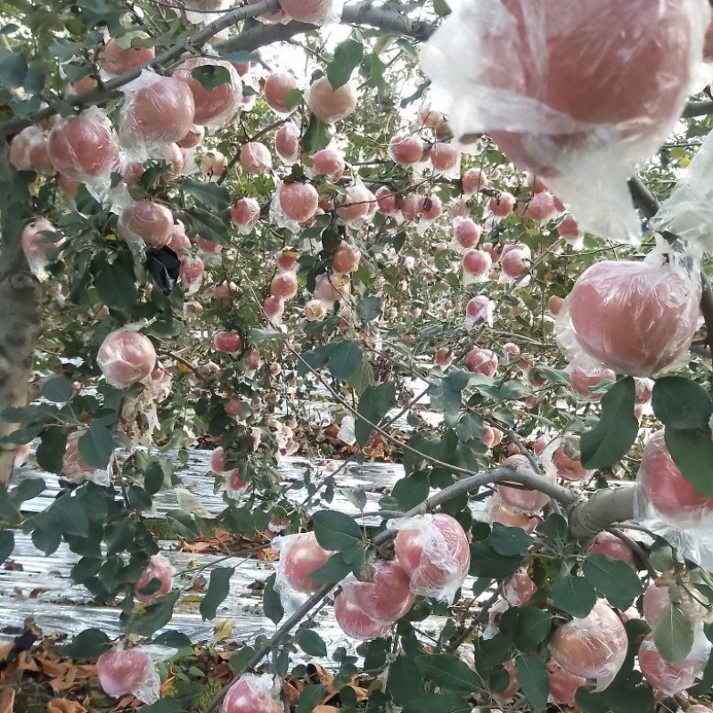 [热卖]山西运城红富士苹果苹果产地直发专业代办