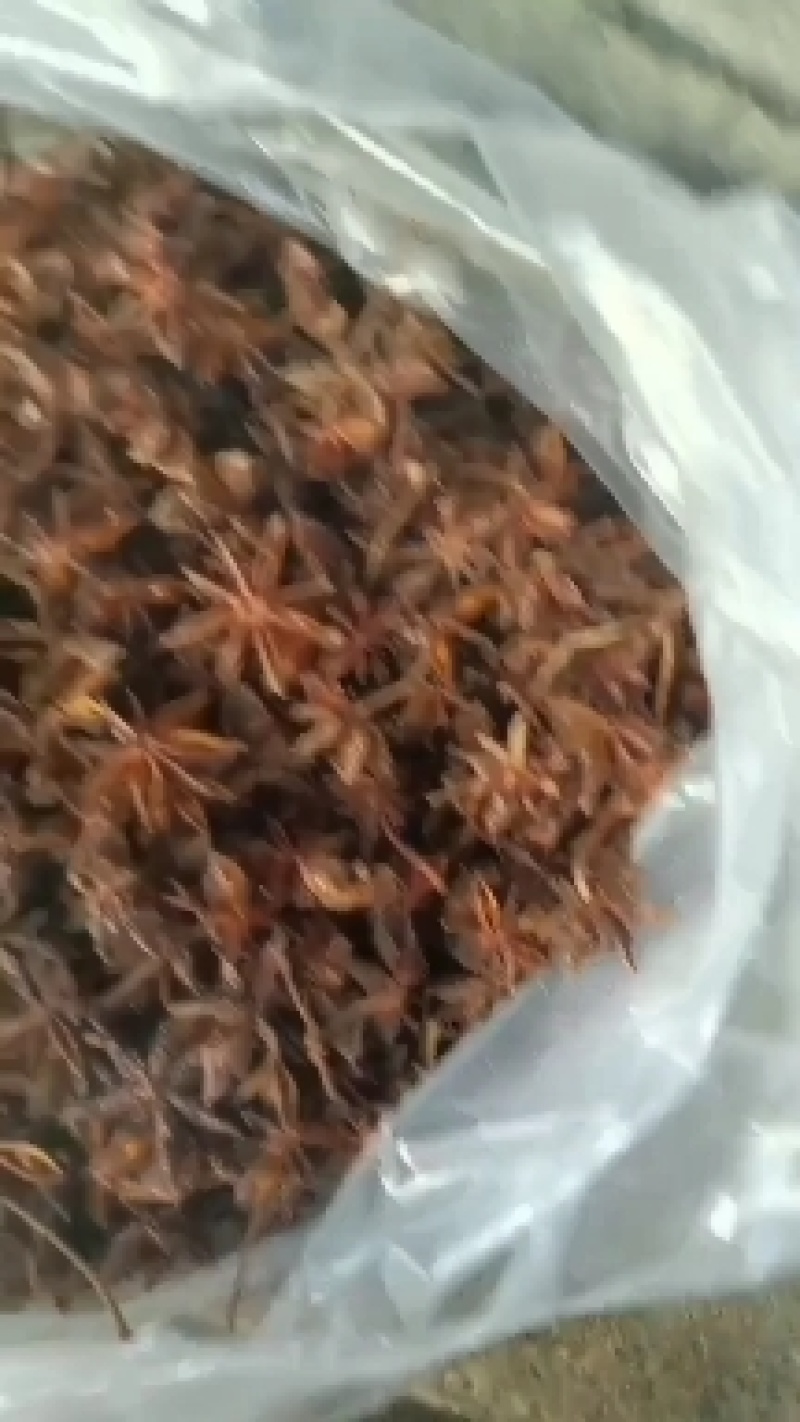 云南精品大红八角无硫磺质量保证正品欢迎来电咨询