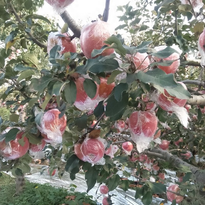 [热卖]山西运城红富士苹果苹果产地直发专业代办
