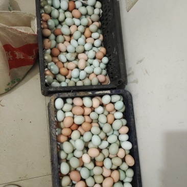 树林散养土鸡蛋