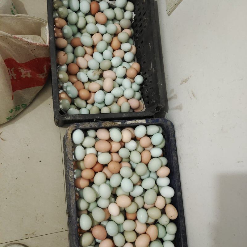 树林散养土鸡蛋