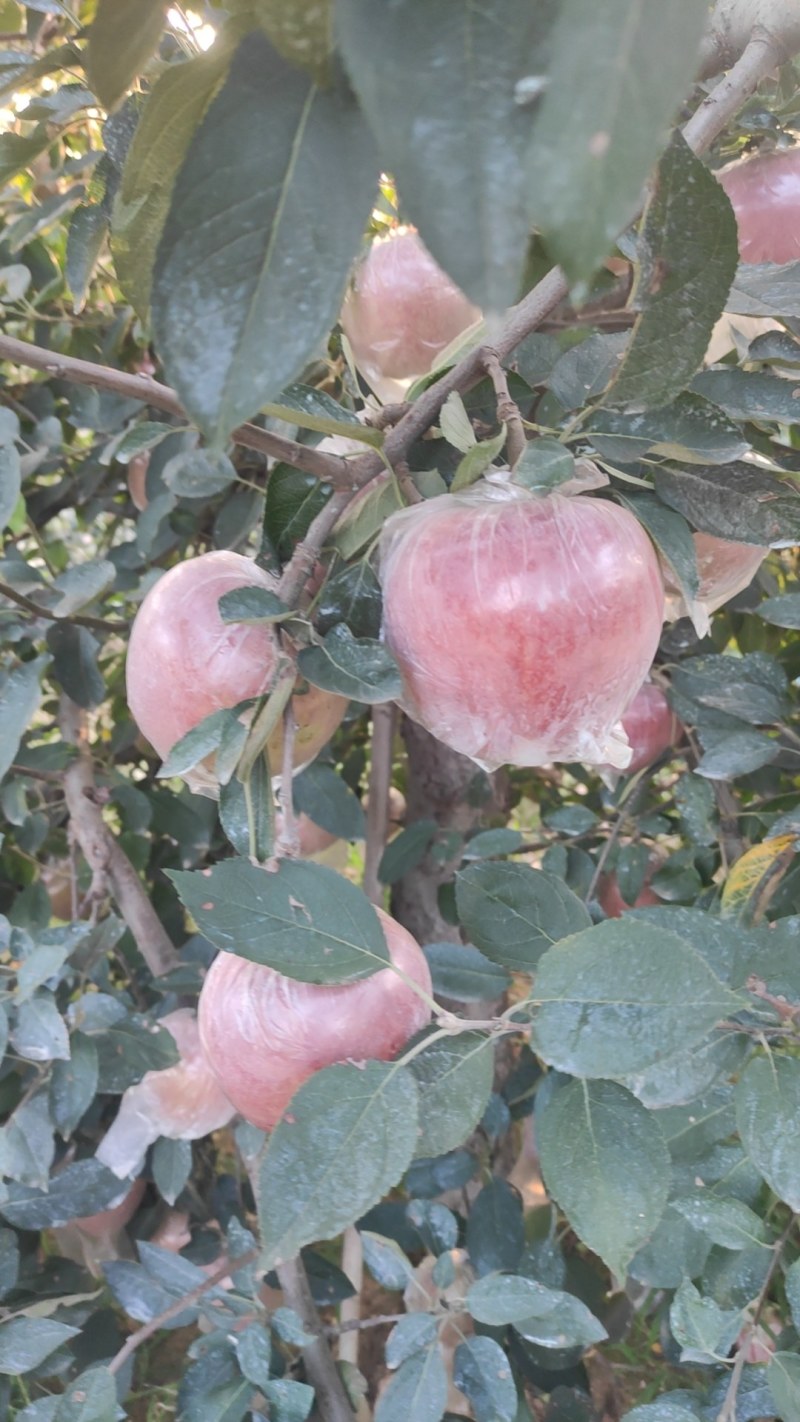 山东膜袋红富士苹果大量上市