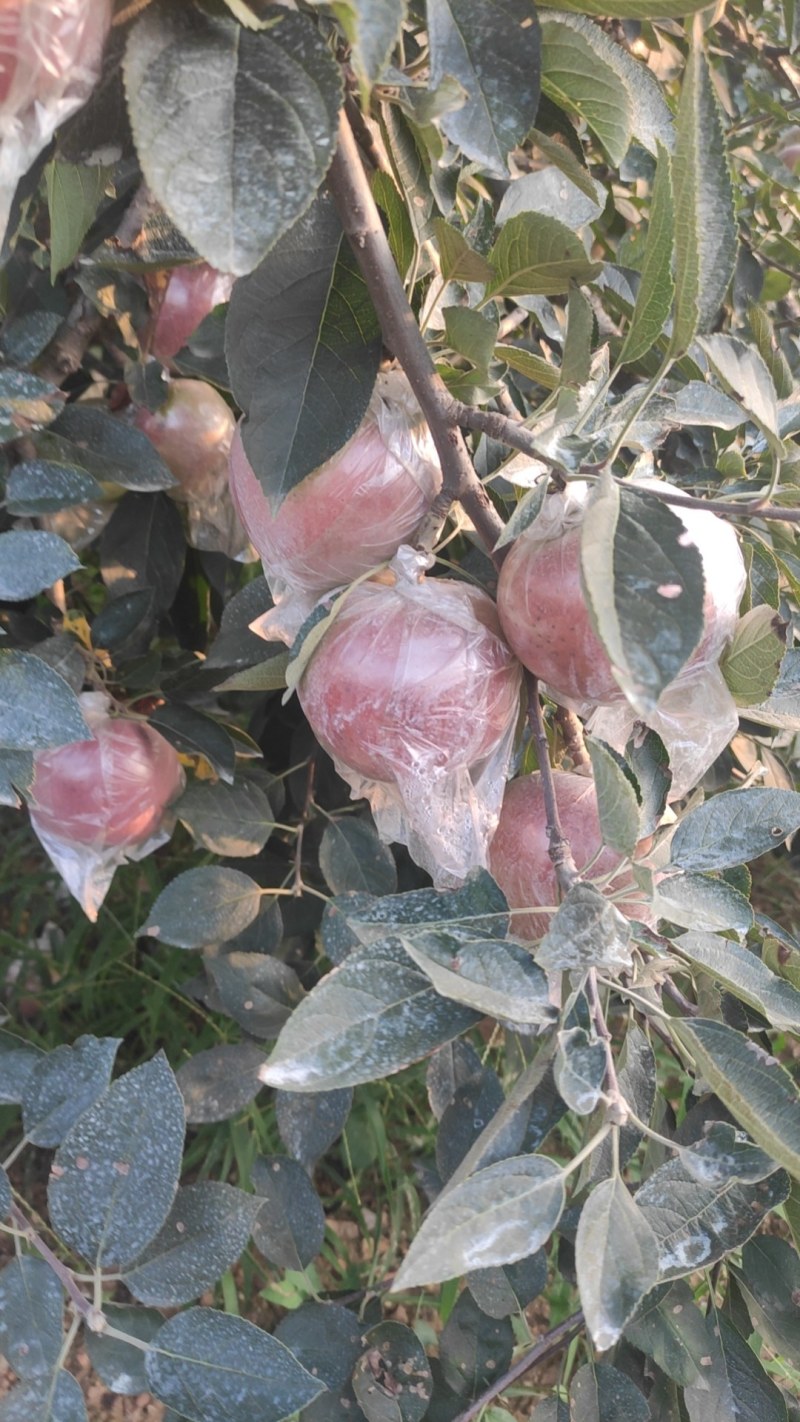 山东膜袋红富士苹果大量上市