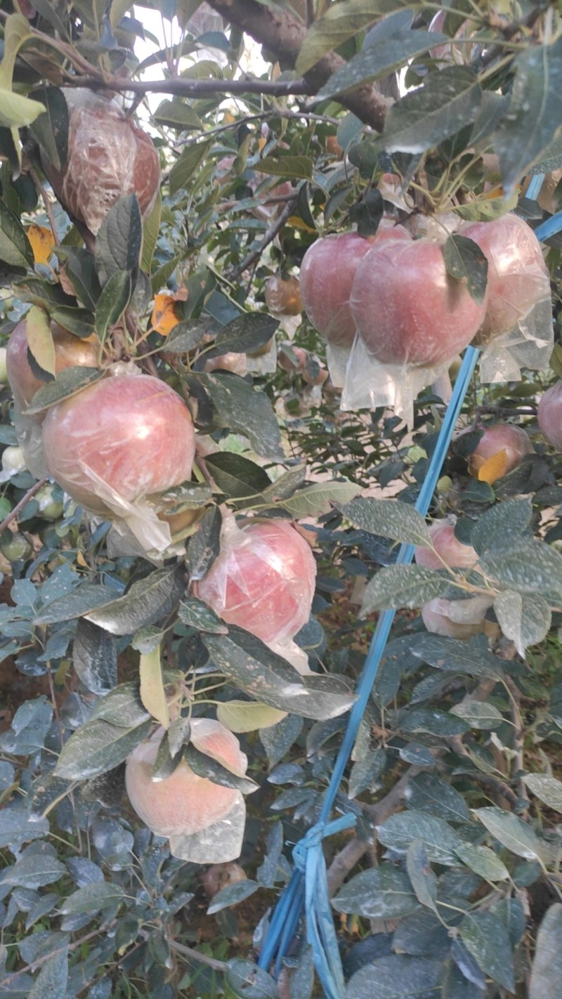 山东膜袋红富士苹果大量上市