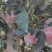 山东膜袋红富士苹果大量上市