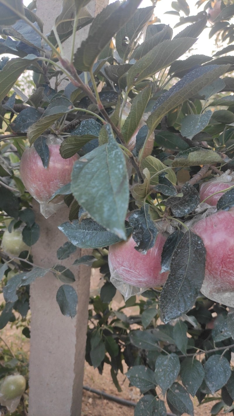 山东膜袋红富士苹果大量上市
