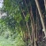 幸福树