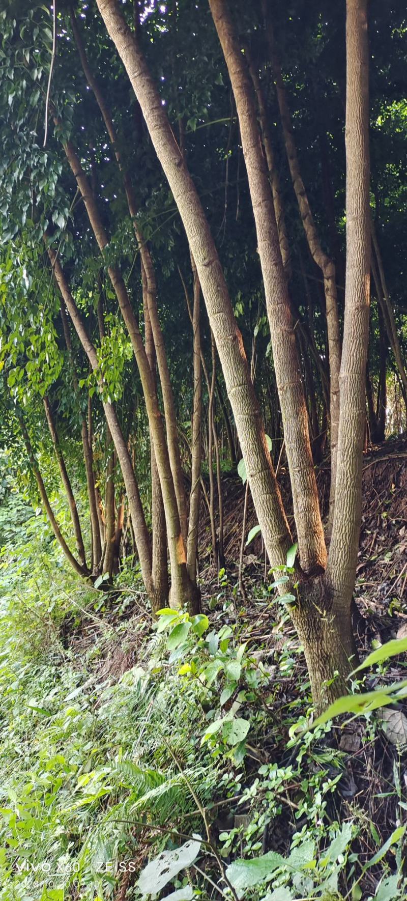 幸福树